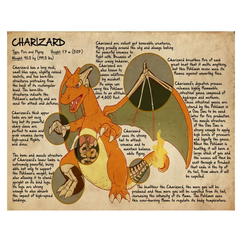 Pokémon Poster - Charizard Anatomy