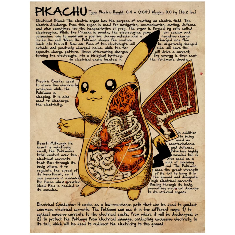 Pokémon Poster - Pikachu Anatomy